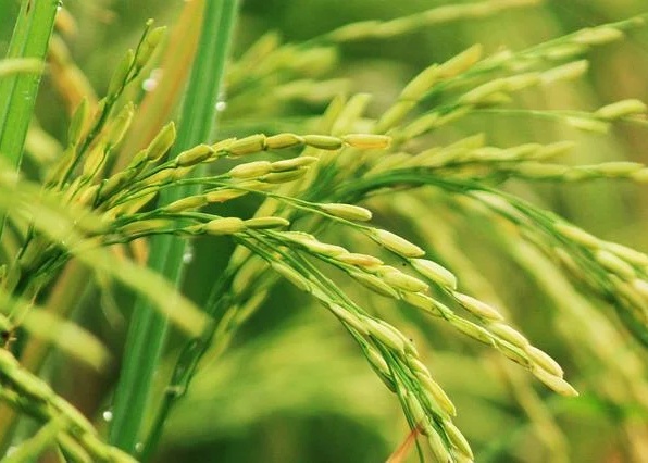 Ilustrasi, tanaman padi sebagai simbol ketahanan pangan.(Pixabay.com) /ash.